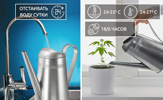 Уход после пересадки Отстаивать воду сутки и следить за получаемым коноплей светом