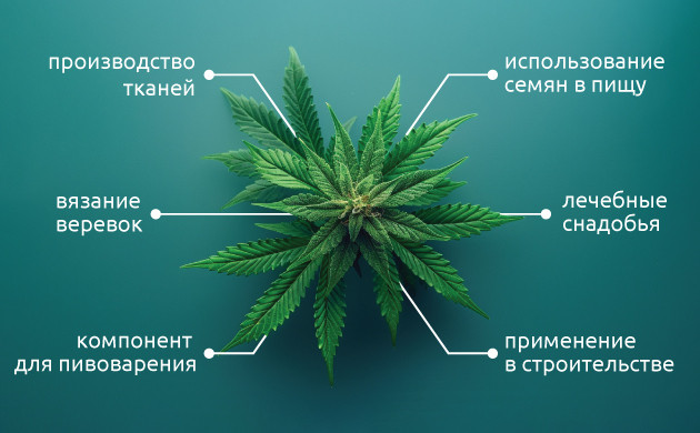 Классификация каннабиса: ботанический взгляд Конопля и хмель: семейство коноплевых