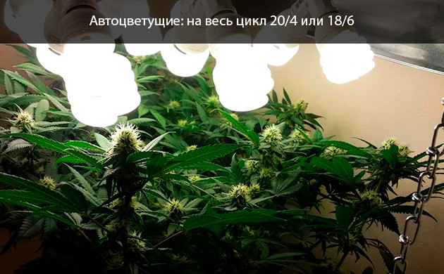 Режимы освещения для автоцветущей конопли Требования к освещению для автоцветущей конопли
