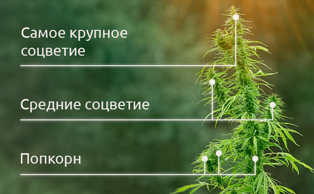 Анатомия куста марихуаны Основные элементы растения каннабиса