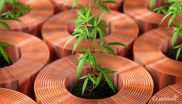 Нехватка меди при выращивании каннабиса Дефицит меди у марихуаны