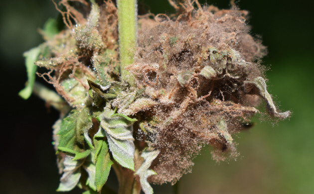 Поражение серой гнилью Стебель пораженный серой плесенью