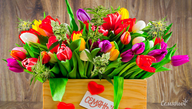 Красивые сорта каталога Семяныч Букет с каннабисом