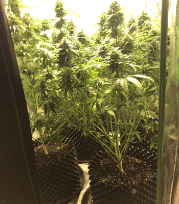 Промывка марихуаны перед харвестом 5 неделя цветения Jack 47 Auto