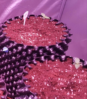 Пересадка Auto White Widow в горшки 2 ростка Auto White Widow