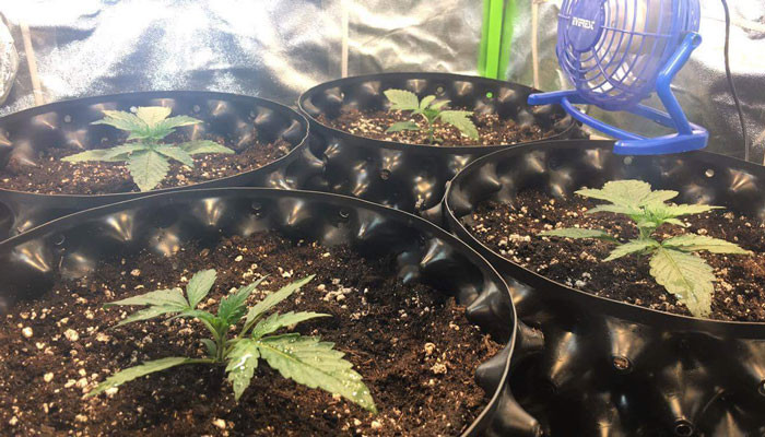 Начало стадии вегетации Вегетация Jack 47 Auto