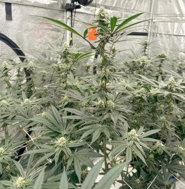 Активное цветение каннабиса с ярким ароматом Кусты каннабиса с развивающимися бутонами и трихомами