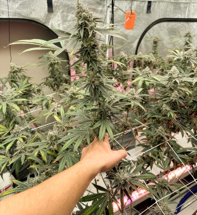 Каннабис Super Boof на 11 неделе роста Кусты марихуаны желто-коричневого цвета