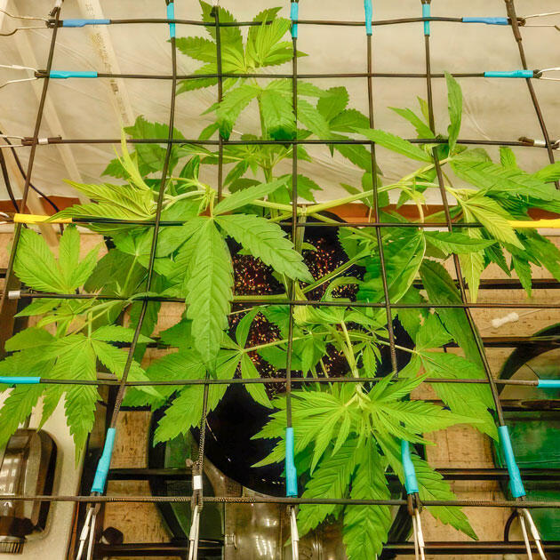 Куст Trainwreck Fast Version от Seedkeepers на 4 неделе