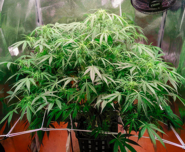 Проведение дефолиации Куст Auto Orange Bud от Dutch Passion ростом 60 см