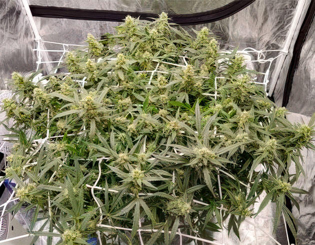 Конопля под сеткой скрог