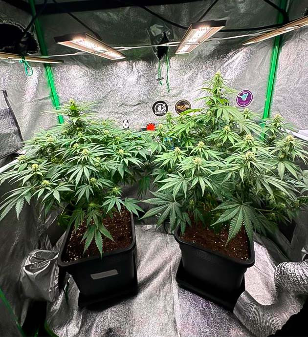 Развитие соцветий Кусты Biscotti Mintz от сидбанка Barney's Farm на 10 неделе