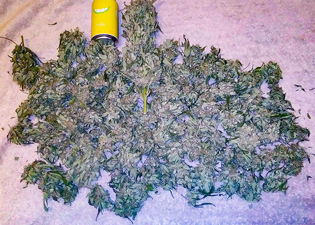 451 грамм сухого урожая Сухие шишки конопли