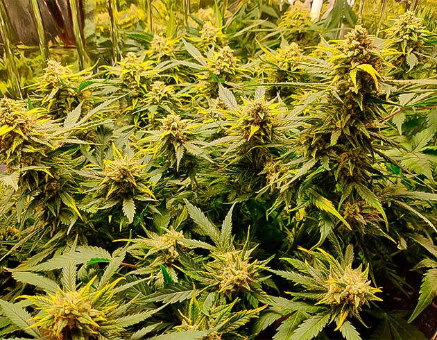 Промывка перед харвестом Трихомы конопли