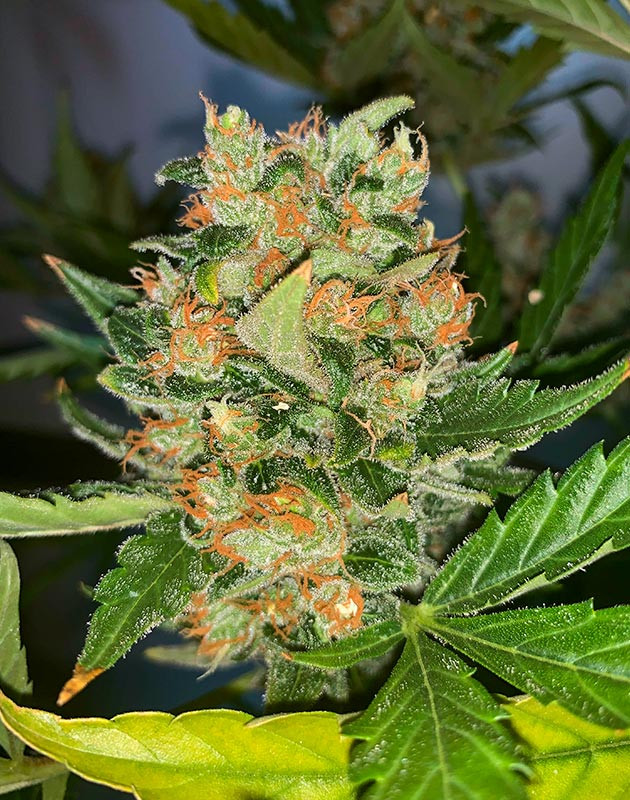 Начало промывки марихуаны