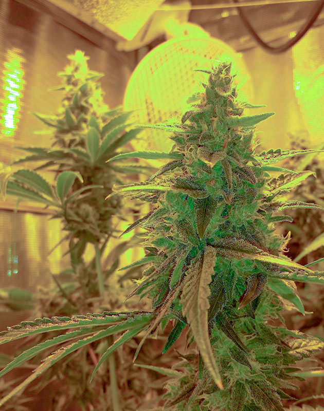 11 и 12 недели выращивания Gorilla Glue #4 Соцветие покрытое трихомами