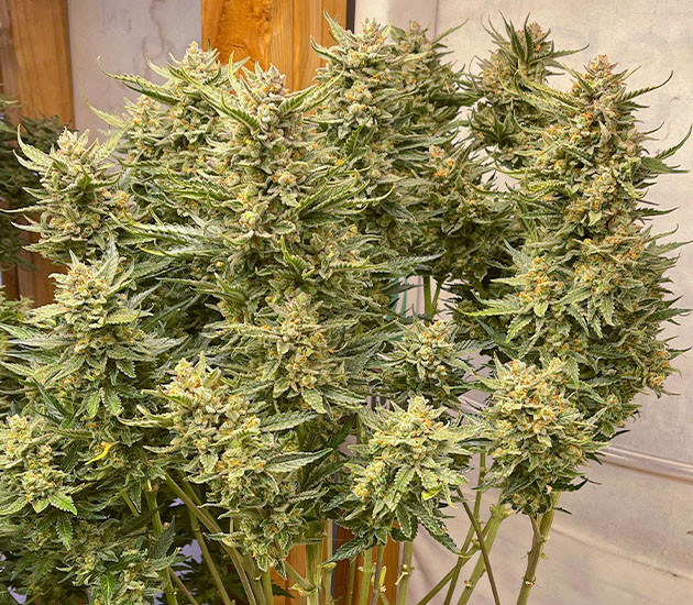 Сбор урожай с куста Gelato Auto предхарвест кустов Gelato Auto