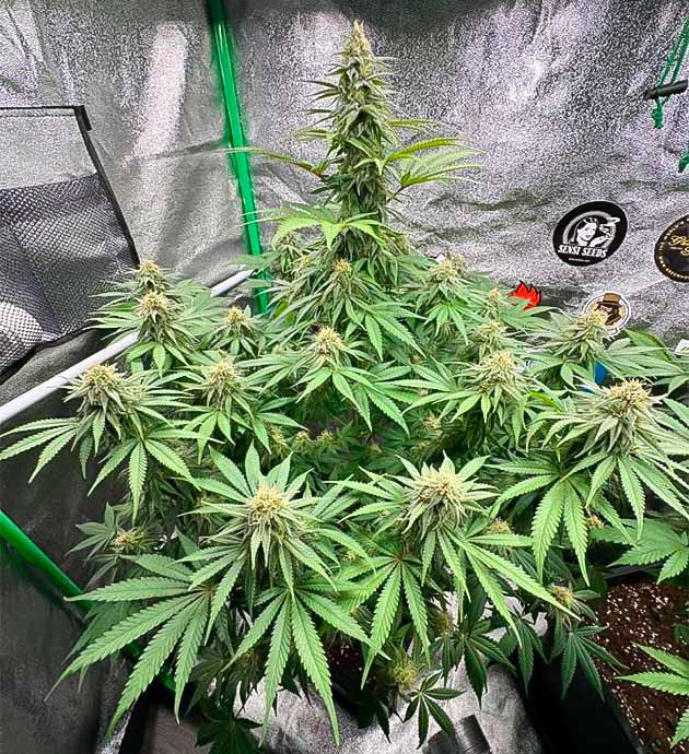 Сильный аромат марихуаны Кусты Biscotti Mintz от сидбанка Barney's Farm на 12 неделе