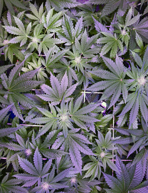 Тренировка марихуаны методом SCroG Метод SCroG