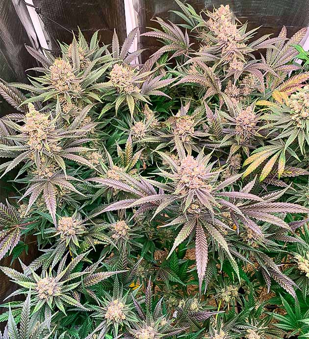 Удаление крупных листьев и полив каннабиса Куст Gorilla Glue #4 на 9 неделе цветения