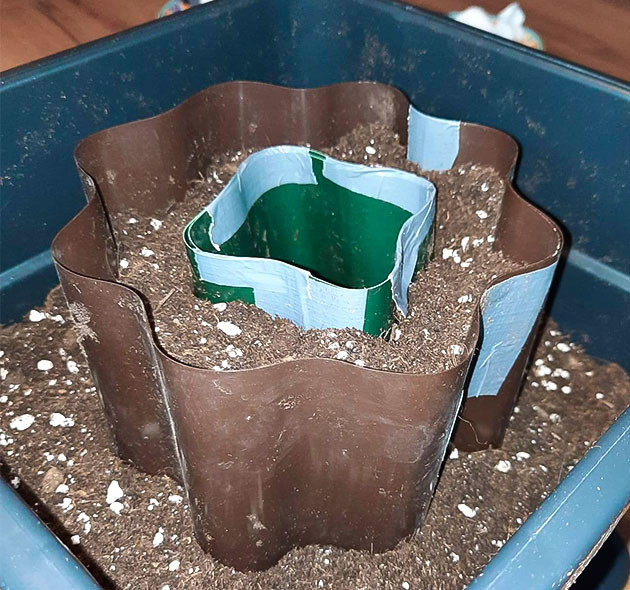 Прорастание семени и новый эксперимент Эксперимент: Горшок в горшке для Euforia X