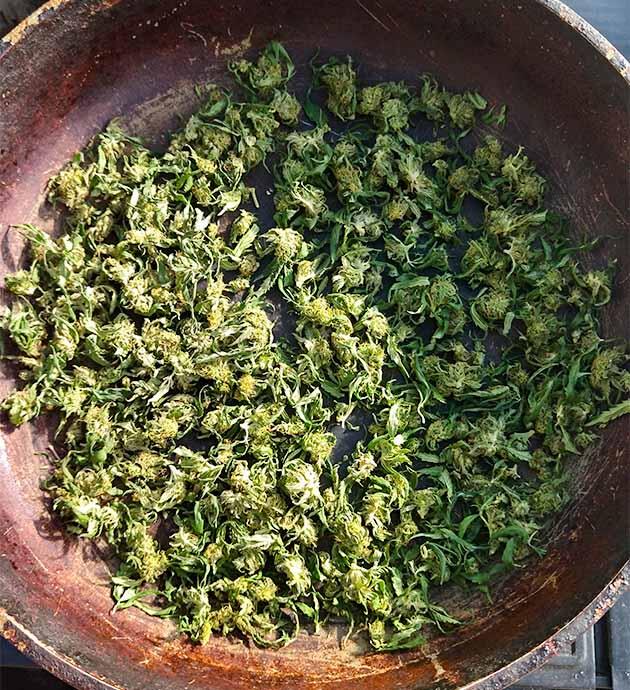 Сушка каннабиса после сбора для дальнейшего созревания Каннабис подсушивается в теплице