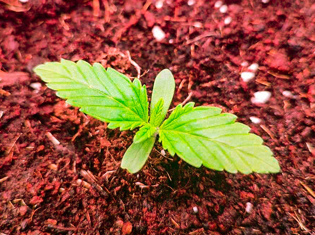 Гроурепорт Sensi Star Развитие ростка Sensi Star