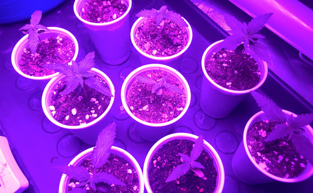 Конец 2-й недели Подросшие кустики 5 см