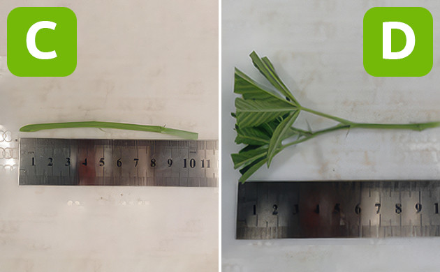 Процесс прививки: подготовка черенков Обрезка и подготовка черенков для прививки