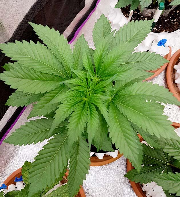 Пересадка марихуаны в финальных горшок Конопля ростом 20 см