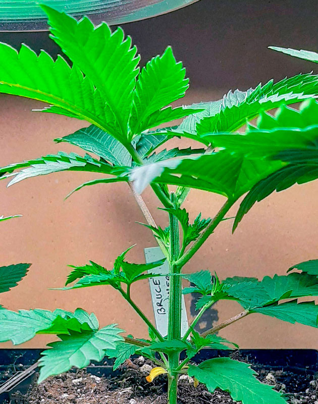 Расстояние между лампой и удобрения Куст Bruce Banner от Семяныч ростом 10 см