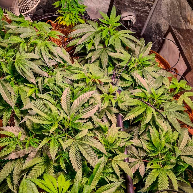 Перевод Green Crack 2.0 в стадию цветения Green Crack 2.0: начало цветения