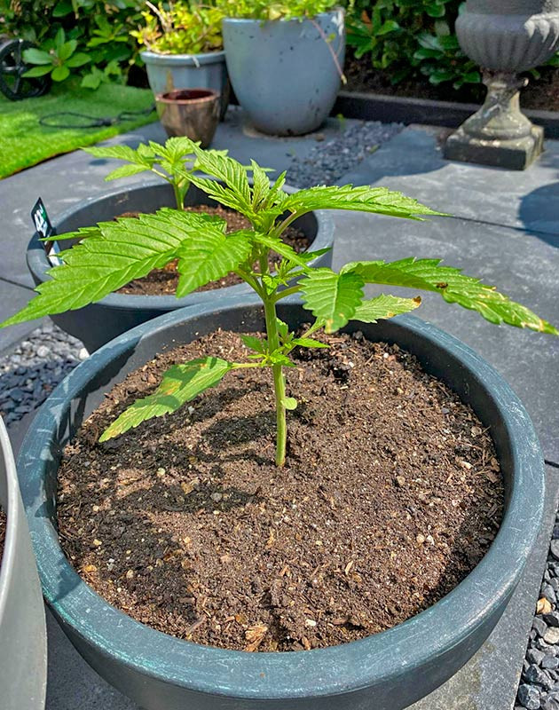 Рост марихуаны Куст Guava Auto от FastBuds на 4 неделе выращивания