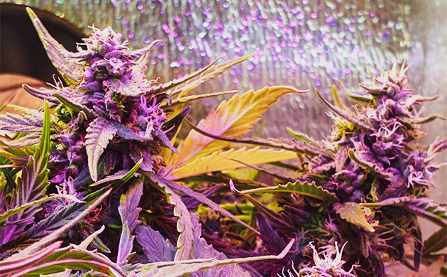 Куст в конце седьмой недели Крупные шишки Лоурайдера