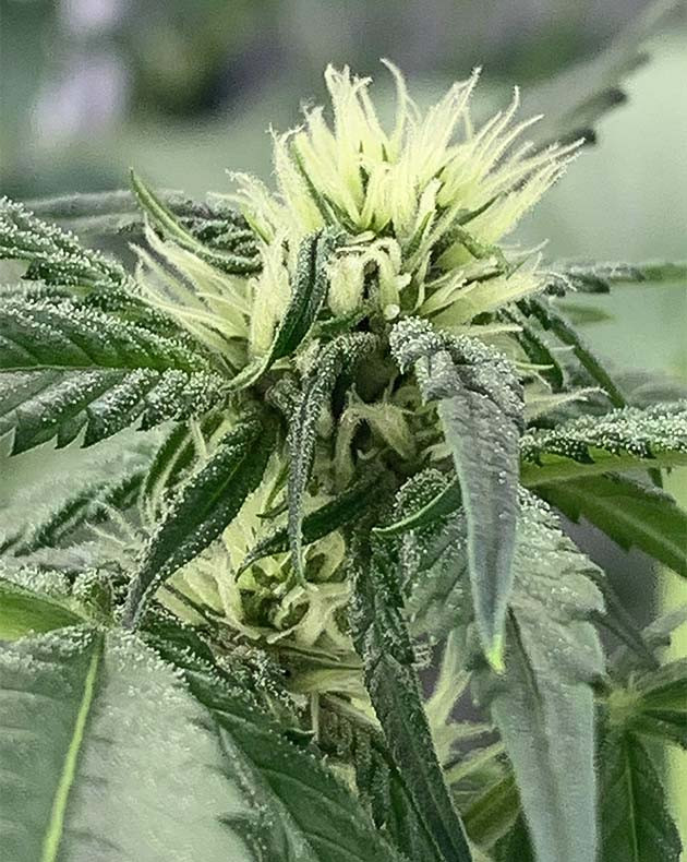 Перевод на цветение куста Purple Lemonade Auto Стимуляция цветения куста Purple Lemonade Auto