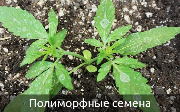 Росток конопли взошедший из полиморфного семени Два объединенных ростка конопли