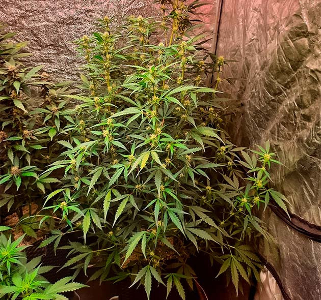 Куст марихуаны Johnny Cage Auto Куст Johnny Cage Auto на цветении
