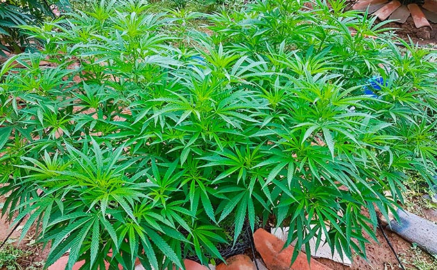 Стимуляция цветения сорта Runtz Muffin Перевод на цветение растения Runtz Muffin