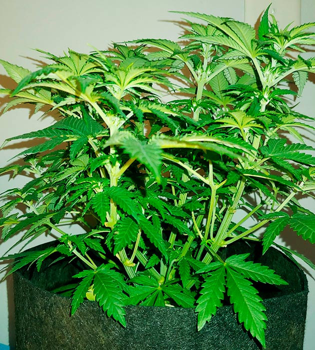 Куст BCN Sour Diesel небольшого размера Компактный пышный куст конопли