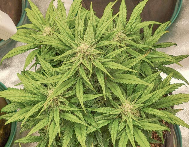 Переход к цветению и уход Ztrawberriez Auto Стимуляция роста куста Ztrawberriez Auto