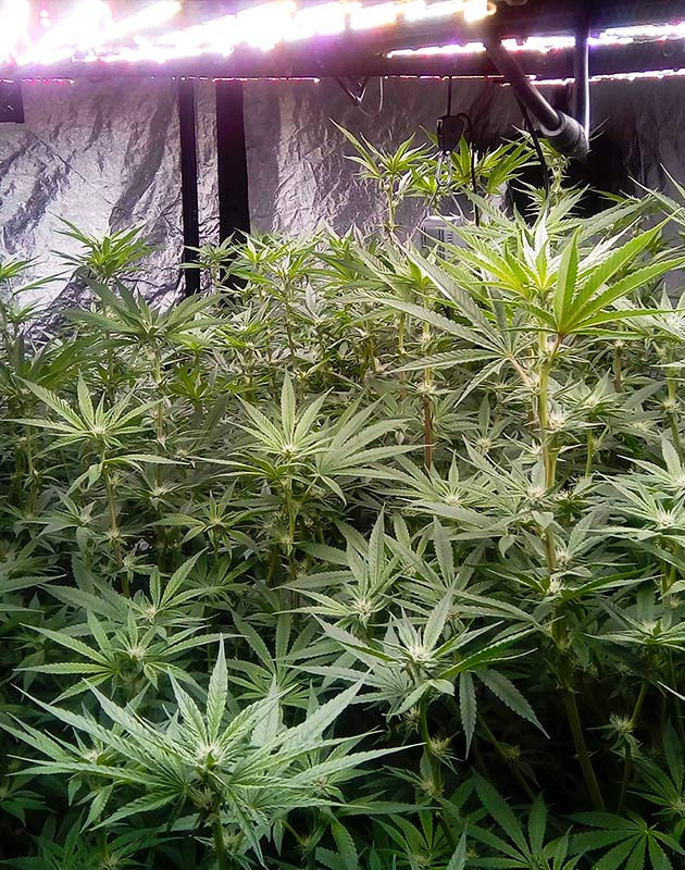 Появление аромата на 8 неделе Соцветия с белыми стигмами на кусте