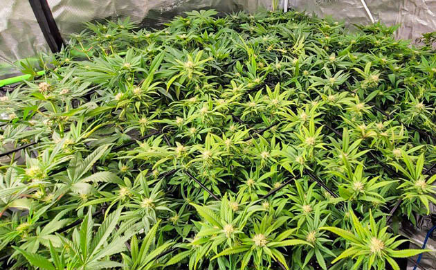 Появление запаха на 12 неделе Развитие куста на 12 неделе выращивания