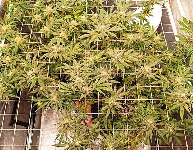 Стимулирование цветения растений марихуаны Цветущие кусты конопли под сеткой скрог