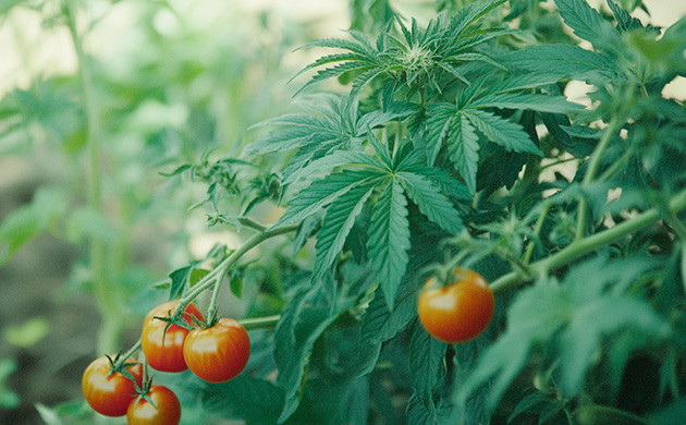 Менять место культивации при выращивании в аутдоре Выращивание в аутдоре