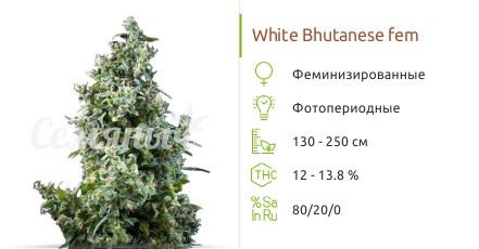 Сорт конопли White Bhutanese White Bhutanese fem от Mandala Seeds