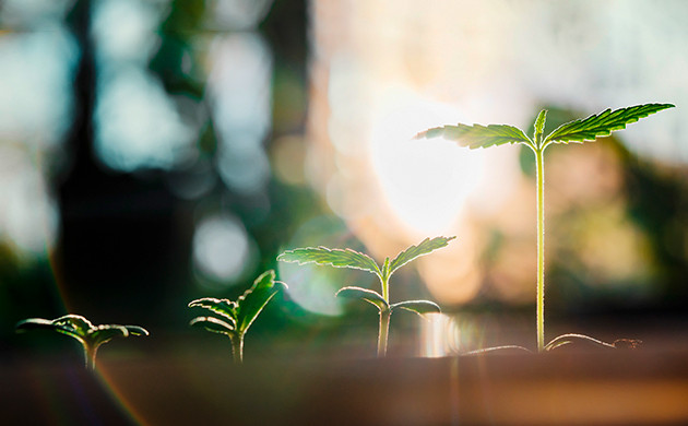 Особенность фотопериодных сортов: привязанность к световому циклу Выбор сорта конопли под климатические условия