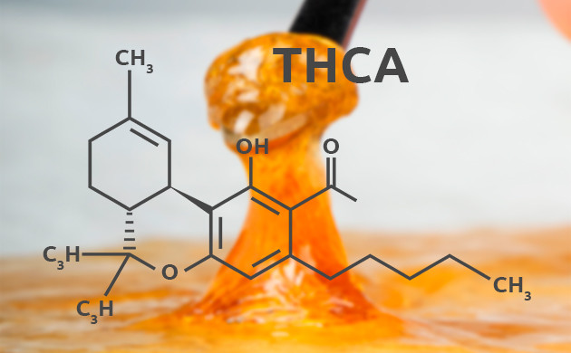 Терпен конопли мирцен Терпеновый соус - что же это?