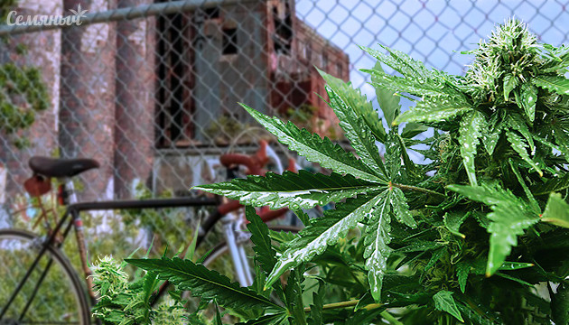 Где спрятать аутдорную плантацию Скрытие конопли в аутдоре