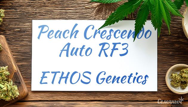Гроурепорт сорта конопли Peach Crescendo Auto RF3 от ETHOS Genetics