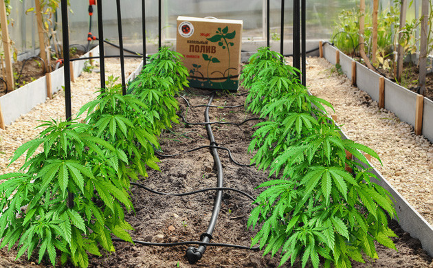 Капельная подача воды Система капельного полива